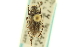 ( - CNC COLEO 00153687)  @11 [ ] CreativeCommons - Attribution (2012) CNC/CBG Photography Group Centre for Biodiversity Genomics