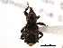  (Sthereus horridus - CNC COLEO 00153877)  @13 [ ] CreativeCommons - Attribution (2012) CNC/CBG Photography Group Centre for Biodiversity Genomics
