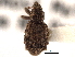  (Sthereus multituberculatus - CNC COLEO 00153881)  @14 [ ] CreativeCommons - Attribution (2012) CNC/CBG Photography Group Centre for Biodiversity Genomics