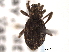  (Sthereus ptinoides - CNC COLEO 00153883)  @14 [ ] CreativeCommons - Attribution (2012) CNC/CBG Photography Group Centre for Biodiversity Genomics