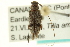 ( - CNC COLEO 00154786)  @14 [ ] CreativeCommons - Attribution (2012) CNC/CBG Photography Group Centre for Biodiversity Genomics