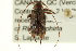  (Sternidius alpha - CNC COLEO 00154802)  @14 [ ] CreativeCommons - Attribution (2012) CNC/CBG Photography Group Centre for Biodiversity Genomics