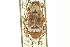  ( - CNC COLEO 00154819)  @11 [ ] CreativeCommons - Attribution (2012) CNC/CBG Photography Group Centre for Biodiversity Genomics