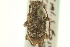  ( - CNC COLEO 00154820)  @11 [ ] CreativeCommons - Attribution (2012) CNC/CBG Photography Group Centre for Biodiversity Genomics