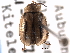  (Capraita circumdata - CNC COLEO 00155608)  @11 [ ] CreativeCommons - Attribution (2012) CNC/CBG Photography Group Centre for Biodiversity Genomics