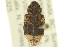 ( - CNC COLEO 00157817)  @13 [ ] CreativeCommons - Attribution (2012) CNC/CBG Photography Group Centre for Biodiversity Genomics