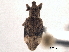  ( - CNC COLEO 00157871)  @11 [ ] CreativeCommons - Attribution (2012) CNC/CBG Photography Group Centre for Biodiversity Genomics