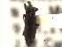  ( - CNC COLEO 00157886)  @11 [ ] CreativeCommons - Attribution (2012) CNC/CBG Photography Group Centre for Biodiversity Genomics