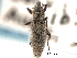 ( - CNC COLEO 00157890)  @11 [ ] CreativeCommons - Attribution (2012) CNC/CBG Photography Group Centre for Biodiversity Genomics