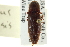  (Mulsanteus carolinensis - CNC COLEO 00158707)  @14 [ ] CreativeCommons - Attribution (2012) CNC/CBG Photography Group Centre for Biodiversity Genomics