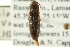  ( - CNC COLEO 00158722)  @13 [ ] CreativeCommons - Attribution (2012) CNC/CBG Photography Group Centre for Biodiversity Genomics