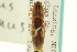  ( - CNC COLEO 00158748)  @11 [ ] CreativeCommons - Attribution (2012) CNC/CBG Photography Group Centre for Biodiversity Genomics