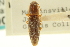  ( - CNC COLEO 00158751)  @11 [ ] CreativeCommons - Attribution (2012) CNC/CBG Photography Group Centre for Biodiversity Genomics