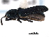  ( - CNC COLEO 00151963)  @11 [ ] CreativeCommons - Attribution (2012) CNC/CBG Photography Group Centre for Biodiversity Genomics