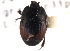  (Atholus bimaculatus - CNC COLEOPT 04-7627)  @11 [ ] CreativeCommons - Attribution (2012) CNC/CBG Photography Group Centre for Biodiversity Genomics