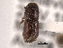  (Ips grandicollis - CNC COLEO 00105988)  @13 [ ] CreativeCommons - Attribution (2012) CNC/CBG Photography Group Centre for Biodiversity Genomics