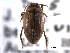  (Hygrotus tumidiventris - CNC COLEO 00149976)  @11 [ ] CreativeCommons - Attribution (2012) CNC/CBG Photography Group Centre for Biodiversity Genomics