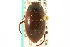  ( - CNC COLEO 00150035)  @11 [ ] CreativeCommons - Attribution (2012) CNC/CBG Photography Group Centre for Biodiversity Genomics