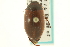  ( - CNC COLEO 00150036)  @11 [ ] CreativeCommons - Attribution (2012) CNC/CBG Photography Group Centre for Biodiversity Genomics