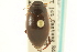  ( - CNC COLEO 00150037)  @11 [ ] CreativeCommons - Attribution (2012) CNC/CBG Photography Group Centre for Biodiversity Genomics