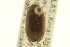  ( - CNC COLEO 00150065)  @11 [ ] CreativeCommons - Attribution (2012) CNC/CBG Photography Group Centre for Biodiversity Genomics
