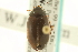  ( - CNC COLEO 00150162)  @11 [ ] CreativeCommons - Attribution (2012) CNC/CBG Photography Group Centre for Biodiversity Genomics