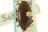  ( - CNC COLEO 00150174)  @11 [ ] CreativeCommons - Attribution (2012) CNC/CBG Photography Group Centre for Biodiversity Genomics