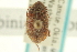  ( - CNC COLEO 00152069)  @11 [ ] CreativeCommons - Attribution (2012) CNC/CBG Photography Group Centre for Biodiversity Genomics