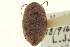  ( - CNC COLEO 00152071)  @11 [ ] CreativeCommons - Attribution (2012) CNC/CBG Photography Group Centre for Biodiversity Genomics