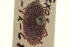  ( - CNC COLEO 00152072)  @11 [ ] CreativeCommons - Attribution (2012) CNC/CBG Photography Group Centre for Biodiversity Genomics