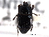  ( - CNC COLEO 00152158)  @11 [ ] CreativeCommons - Attribution (2012) CNC/CBG Photography Group Centre for Biodiversity Genomics