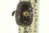  ( - CNC COLEO 00152196)  @11 [ ] CreativeCommons - Attribution (2012) CNC/CBG Photography Group Centre for Biodiversity Genomics