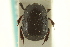  ( - CNC COLEO 00152202)  @11 [ ] CreativeCommons - Attribution (2012) CNC/CBG Photography Group Centre for Biodiversity Genomics