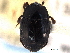  ( - CNC COLEO 00152233)  @11 [ ] CreativeCommons - Attribution (2012) CNC/CBG Photography Group Centre for Biodiversity Genomics