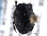  ( - CNC COLEO 00152241)  @11 [ ] CreativeCommons - Attribution (2012) CNC/CBG Photography Group Centre for Biodiversity Genomics