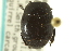  ( - CNC COLEO 00152244)  @11 [ ] CreativeCommons - Attribution (2012) CNC/CBG Photography Group Centre for Biodiversity Genomics
