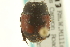  ( - CNC COLEO 00152263)  @11 [ ] CreativeCommons - Attribution (2012) CNC/CBG Photography Group Centre for Biodiversity Genomics