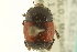  ( - CNC COLEO 00152267)  @11 [ ] CreativeCommons - Attribution (2012) CNC/CBG Photography Group Centre for Biodiversity Genomics