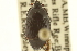  ( - CNC COLEO 00152272)  @11 [ ] CreativeCommons - Attribution (2012) CNC/CBG Photography Group Centre for Biodiversity Genomics