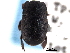  (Psiloscelis corrosa - CNC COLEO 00152275)  @11 [ ] CreativeCommons - Attribution (2012) CNC/CBG Photography Group Centre for Biodiversity Genomics