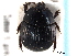  (Atholus sedecimstriatus - CNC COLEO 00152294)  @11 [ ] CreativeCommons - Attribution (2012) CNC/CBG Photography Group Centre for Biodiversity Genomics