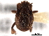  (Atholus hetaerius - CNC COLEO 00152299)  @11 [ ] CreativeCommons - Attribution (2012) CNC/CBG Photography Group Centre for Biodiversity Genomics