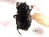 (Plegaderus nitidus - CNC COLEO 00152335)  @11 [ ] CreativeCommons - Attribution (2012) CNC/CBG Photography Group Centre for Biodiversity Genomics