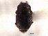  (Plegaderus molestus - CNC COLEO 00152339)  @11 [ ] CreativeCommons - Attribution (2012) CNC/CBG Photography Group Centre for Biodiversity Genomics