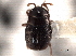  (Plegaderus fraternus - CNC COLEO 00152343)  @11 [ ] CreativeCommons - Attribution (2012) CNC/CBG Photography Group Centre for Biodiversity Genomics