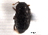  (Plegaderus sayi - CNC COLEO 00152346)  @11 [ ] CreativeCommons - Attribution (2012) CNC/CBG Photography Group Centre for Biodiversity Genomics