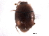  (Aeletes politus - CNC COLEO 00152358)  @11 [ ] CreativeCommons - Attribution (2012) CNC/CBG Photography Group Centre for Biodiversity Genomics