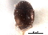  ( - CNC COLEO 00152359)  @11 [ ] CreativeCommons - Attribution (2012) CNC/CBG Photography Group Centre for Biodiversity Genomics