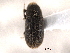  ( - CNC COLEO 00152915)  @11 [ ] CreativeCommons - Attribution (2012) CNC/CBG Photography Group Centre for Biodiversity Genomics