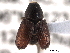  ( - CNC COLEO 00152920)  @13 [ ] CreativeCommons - Attribution (2012) CNC/CBG Photography Group Centre for Biodiversity Genomics